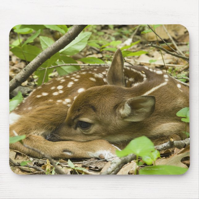 Shenandoah NP, Virginia, USA Musmatta (Framsidan)