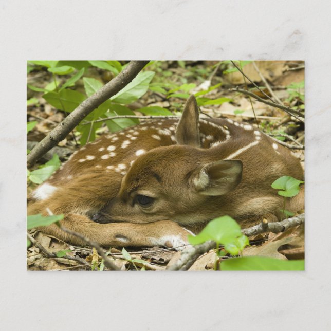 Shenandoah NP, Virginia, USA Vykort (Framsida)