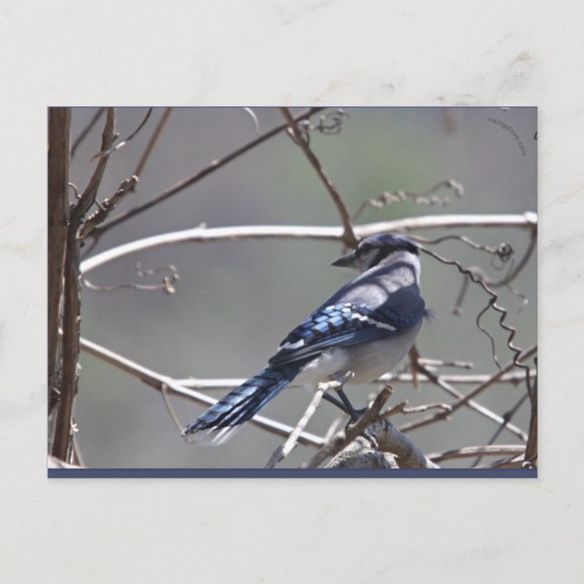 Shenandoah Valley Birds: Blue Jay/Cardinal/Sparrow Vykort (Framsida)