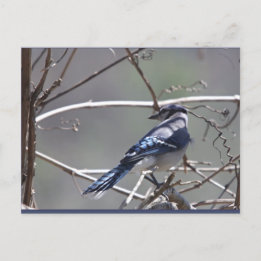 Shenandoah Valley Birds: Blue Jay/Cardinal/Sparrow Vykort