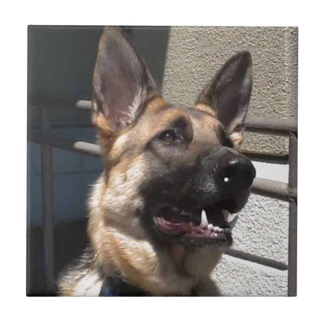 Shep Kakelplatta (Framsidan)