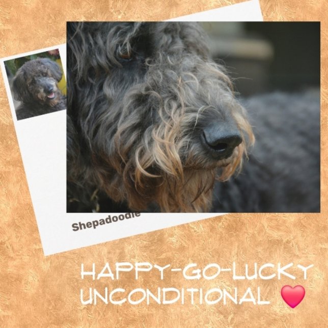 Shepadoodle Hund Photographic Porträtt Vykort (Skapare uppladdad)