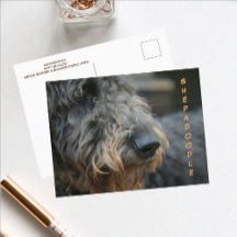 Shepadoodle-profil närbild Fotografisk vykort