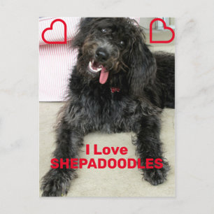 Shepadoodle Vykort