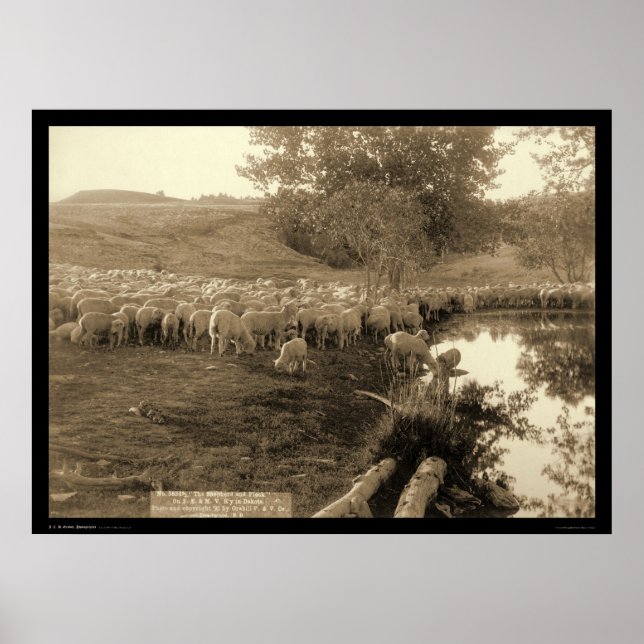Shepherd and Flock South Dakota 1891 Poster (Framsidan)