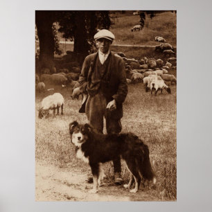 "Shepherd"~Gräns Collie Poster