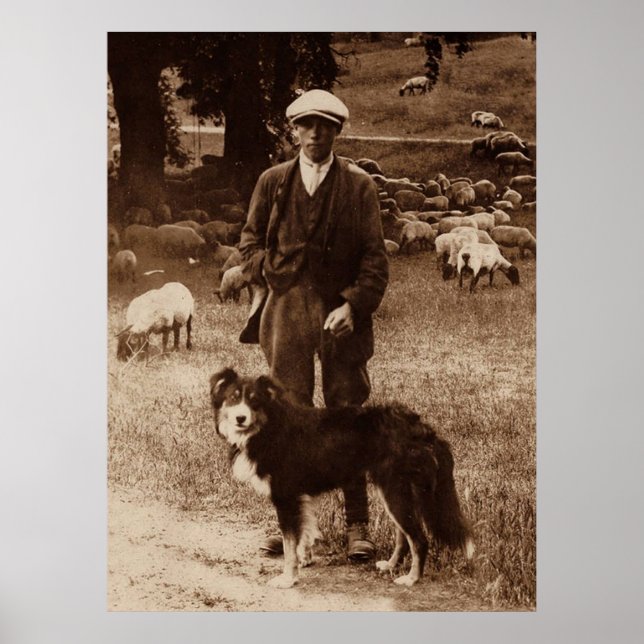"Shepherd"~Gräns Collie Poster (Framsidan)