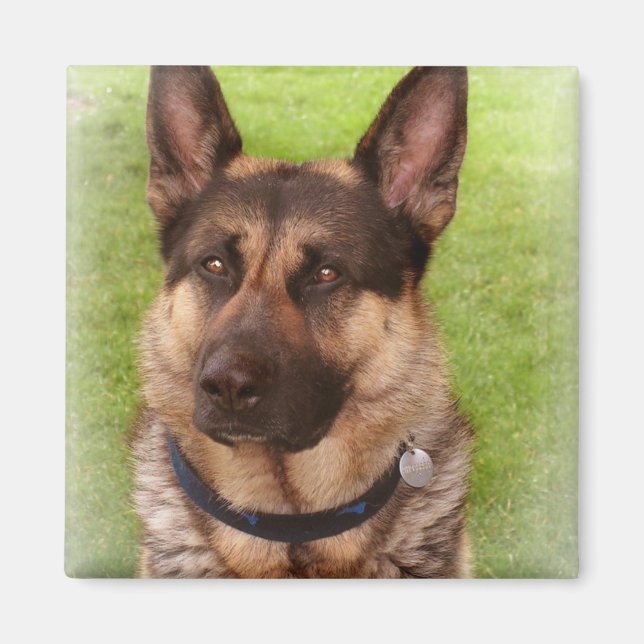 Shepherd Hund Square Magnet (Framsidan)