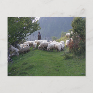 Shepherd in Fundata, Rumänien Vykort