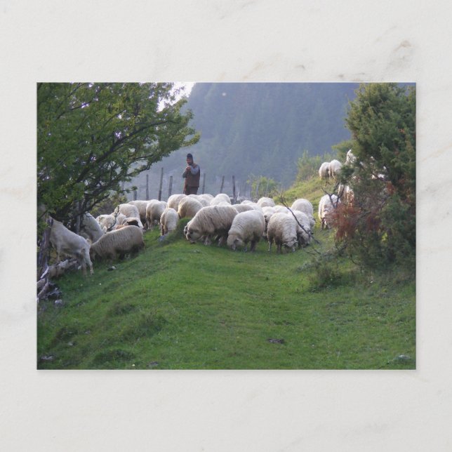 Shepherd in Fundata, Rumänien Vykort (Framsida)