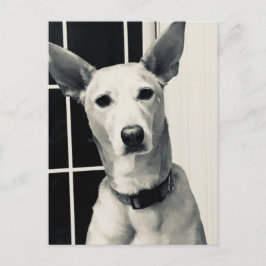 Shepherd Mix Hund Photo Post Card Vykort