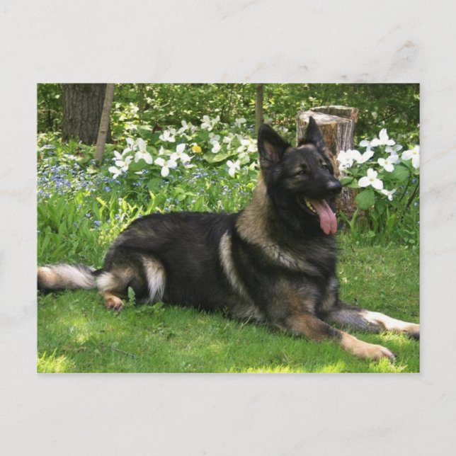 Shepherd Vykort (Framsida)