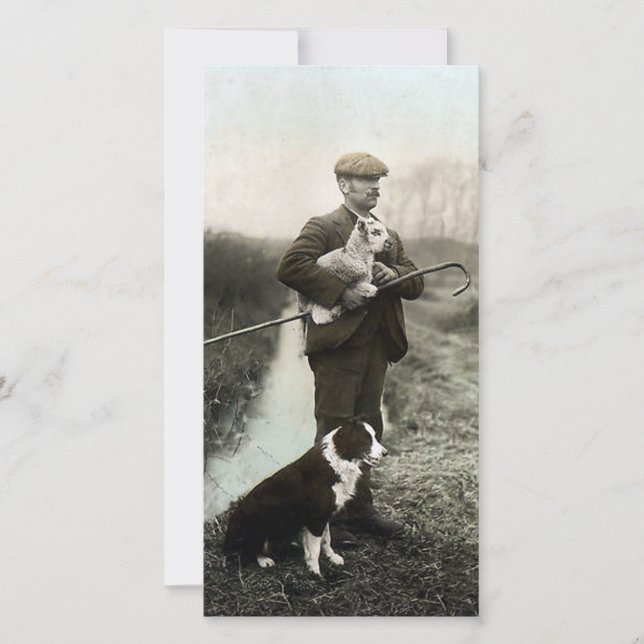 Shepherd With Lamb and Gräns Collie (Framsida)
