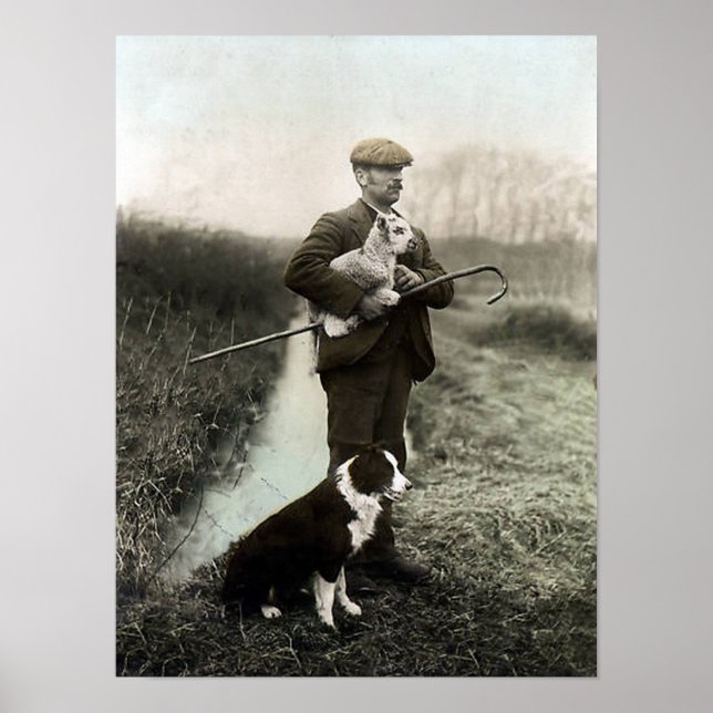 Shepherd With Lamb and Gräns Collie~Poster Poster (Framsidan)