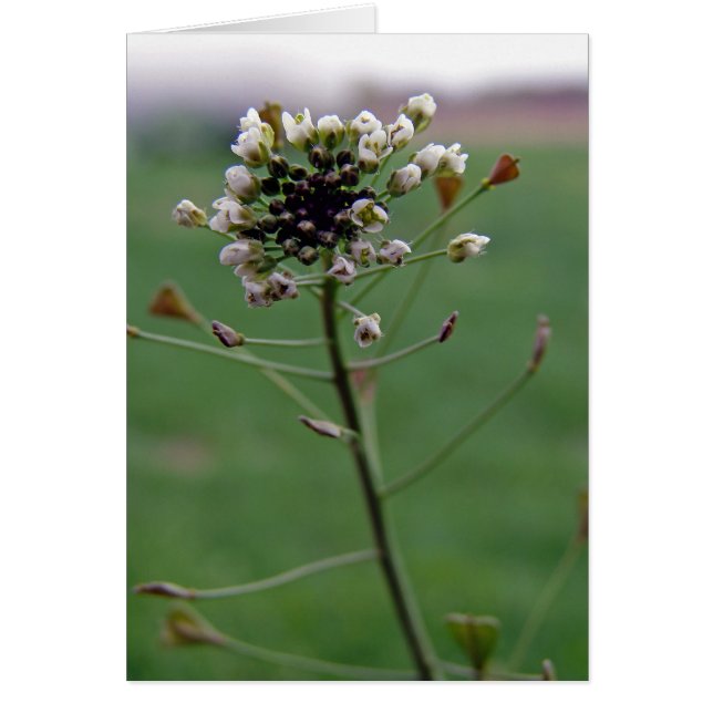 Shepherd's Purse Hälsningskort (Framsidan)