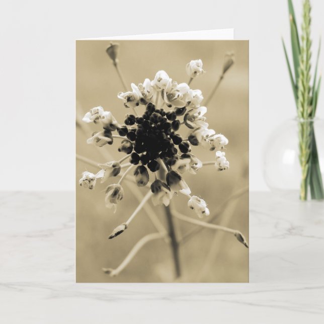 Shepherd's Purse i Sepia Kort (Framsida)