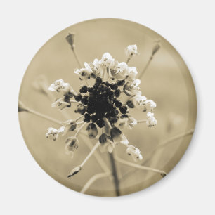 Shepherd's Purse i Sepia Magnet