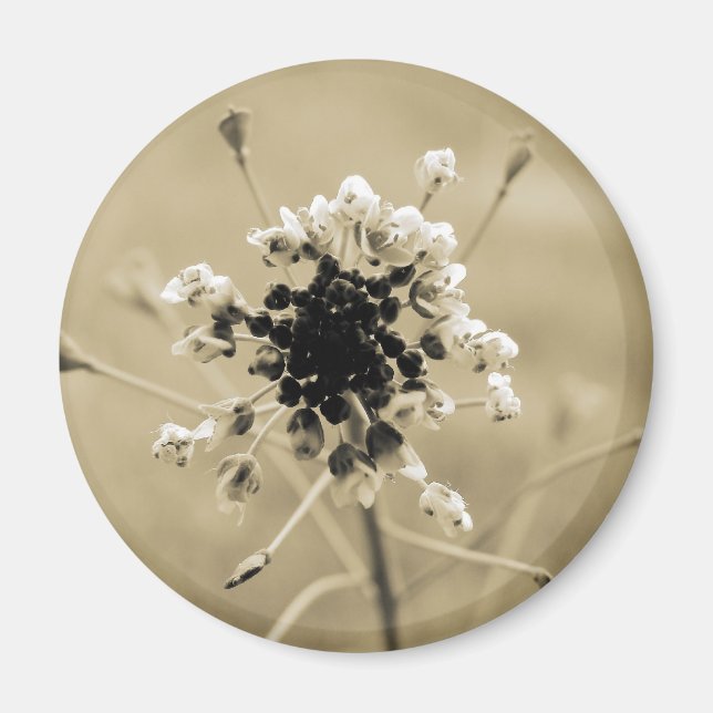 Shepherd's Purse i Sepia Magnet (Framsidan)