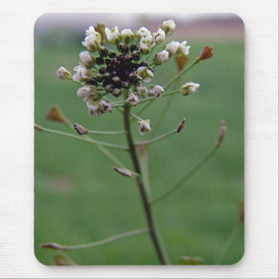 Shepherd's Purse Musmatta
