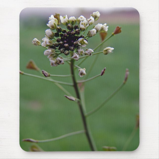 Shepherd's Purse Musmatta (Framsidan)