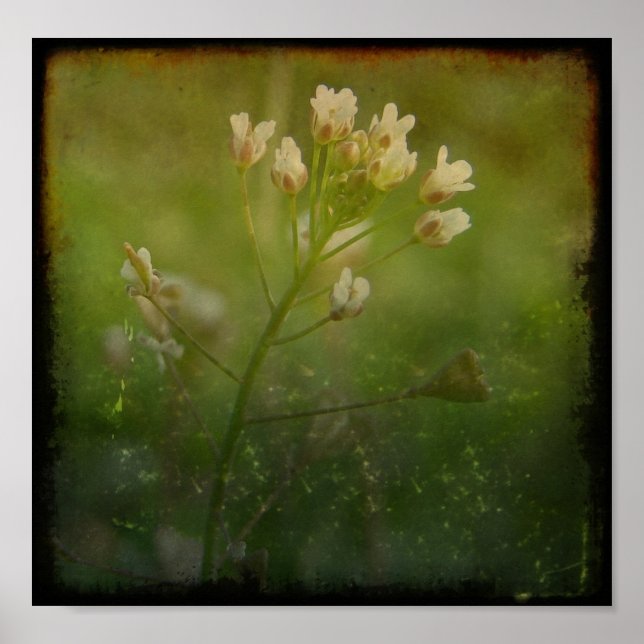 Shepherd's Purse Poster (Framsidan)