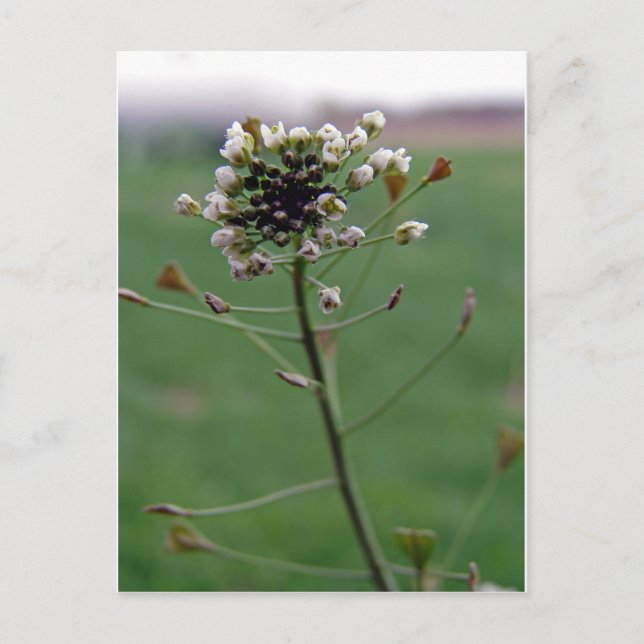Shepherd's Purse Vykort (Framsida)