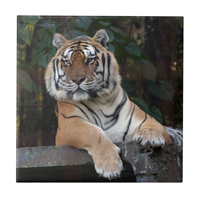 Shere-Khan-b-15 Kakelplatta (Framsidan)