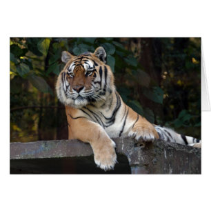 Shere-Khan-b-8 Hälsningskort
