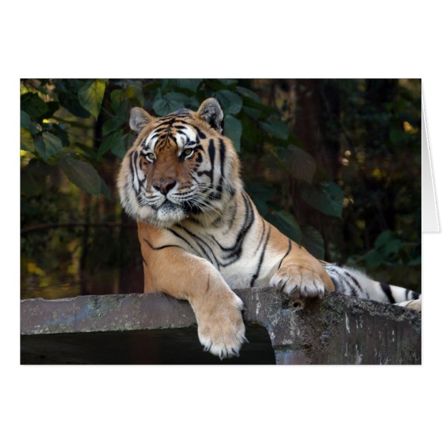 Shere-Khan-b-8 Hälsningskort (Framsidan Horizontal)