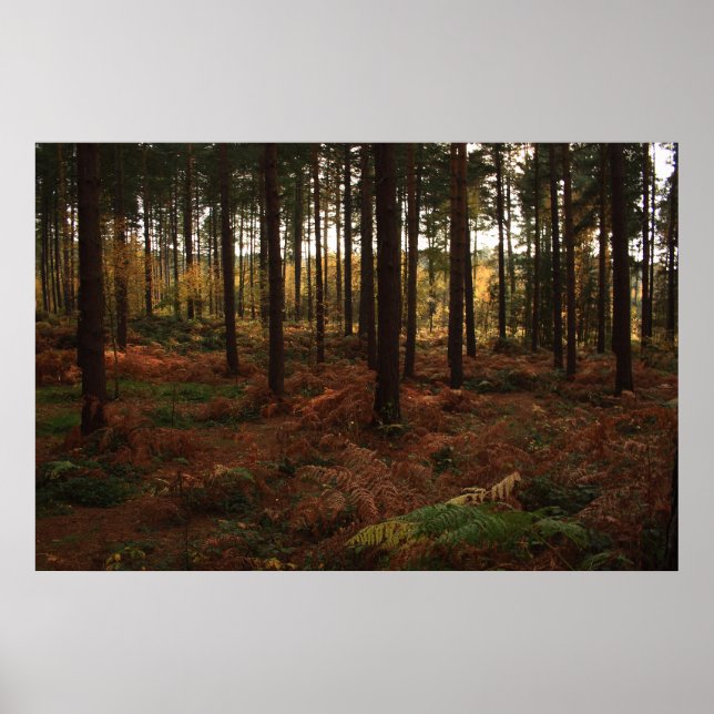 Sherwood Forest Print Poster (Framsidan)