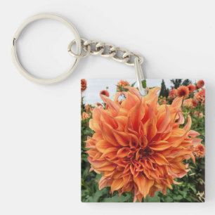 Sherwoods Peach Dahlia