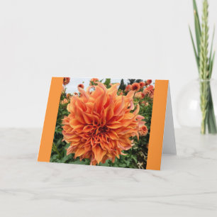 Sherwoods Peach Dahlia Kort