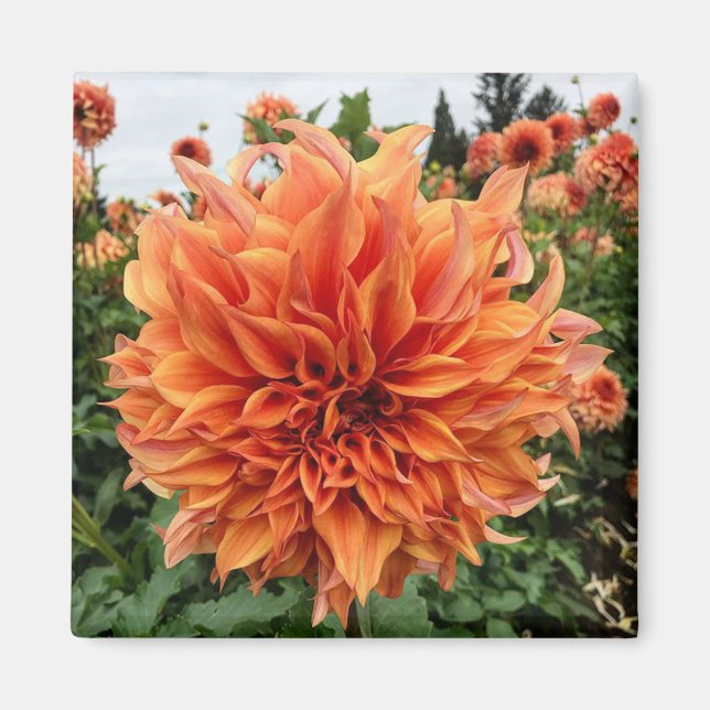 Sherwoods Peach Dahlia Magnet (Framsidan)