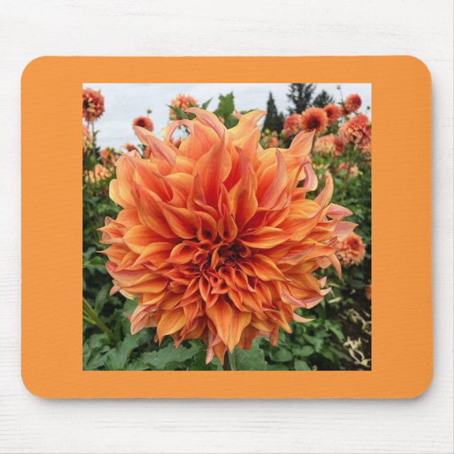 Sherwoods Peach Dahlia Musmatta (Framsidan)