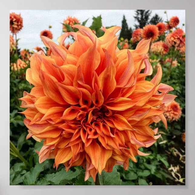 Sherwoods Peach Dahlia Poster (Framsidan)