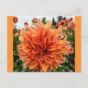Sherwoods Peach Dahlia Vykort