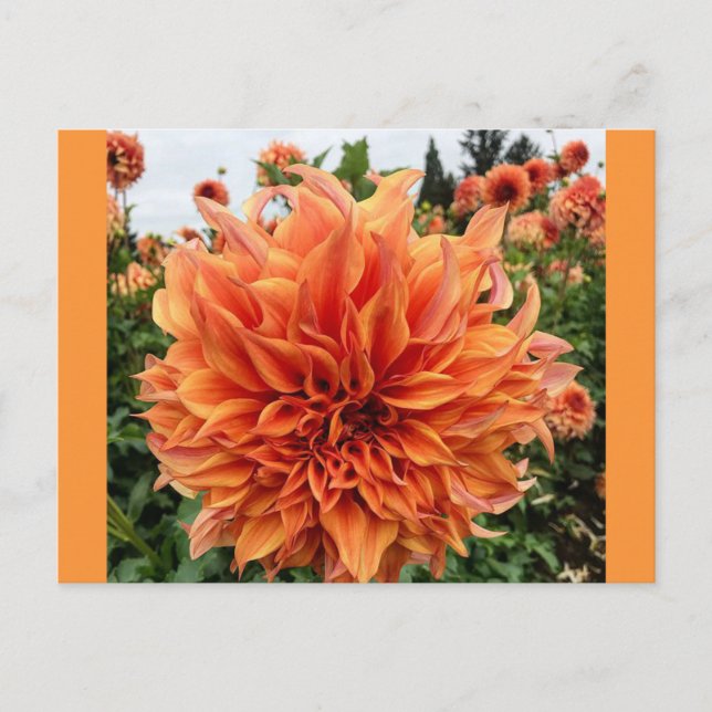 Sherwoods Peach Dahlia Vykort (Framsida)