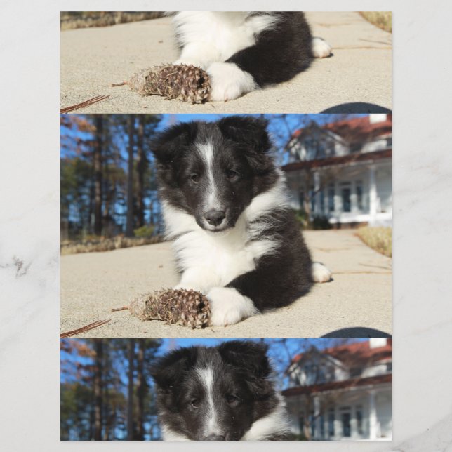 shet shp svart och vit valp reklamblad (Framsidan)