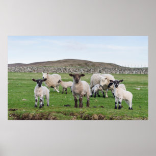 Shetland Får 5 Poster