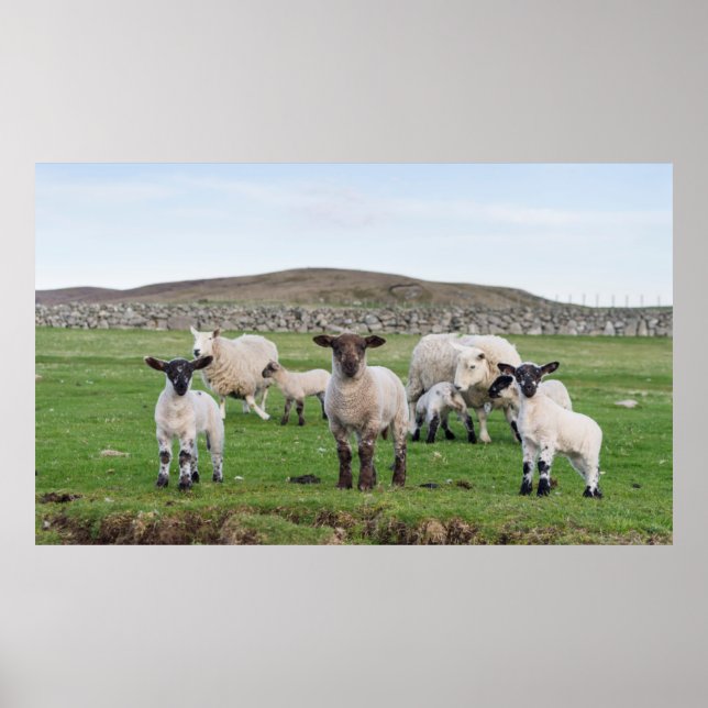 Shetland Får 5 Poster (Framsidan)