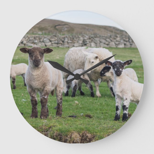 Shetland får 5 stor klocka (Framsida)