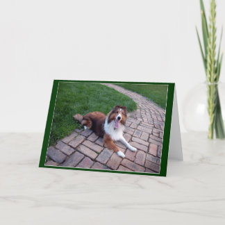 Shetland får förföljer, eller den Sheltie Kort