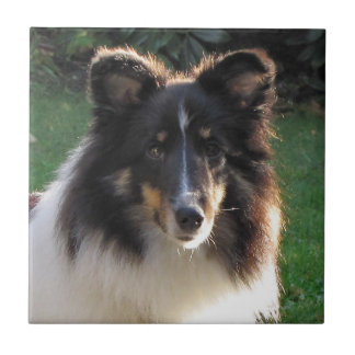 Shetland fårhund kakelplatta