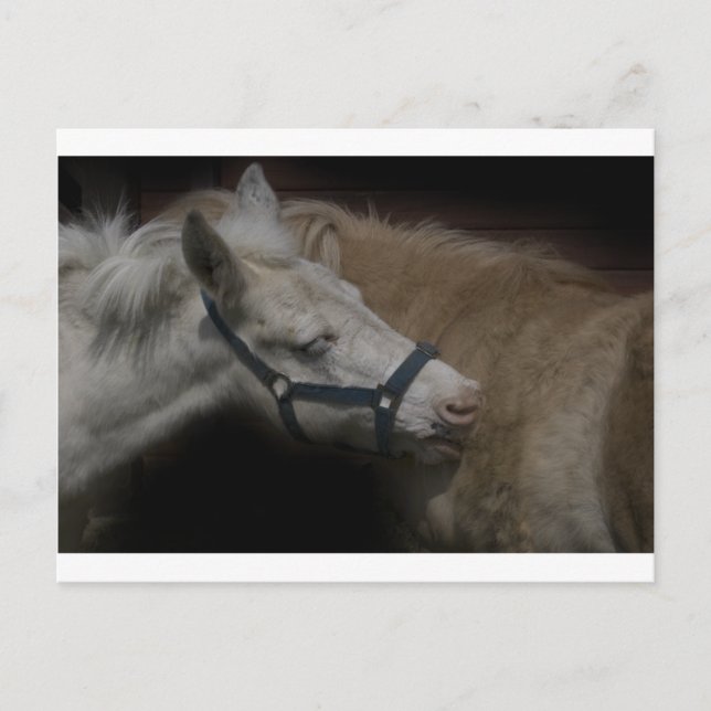 SHETLAND FRIENDS 04 VYKORT (Framsida)