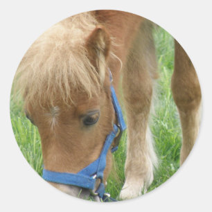 Shetland ponnyklistermärkear runt klistermärke