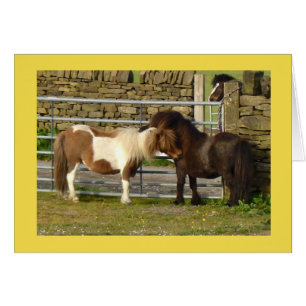 Shetland ponnykort hälsningskort