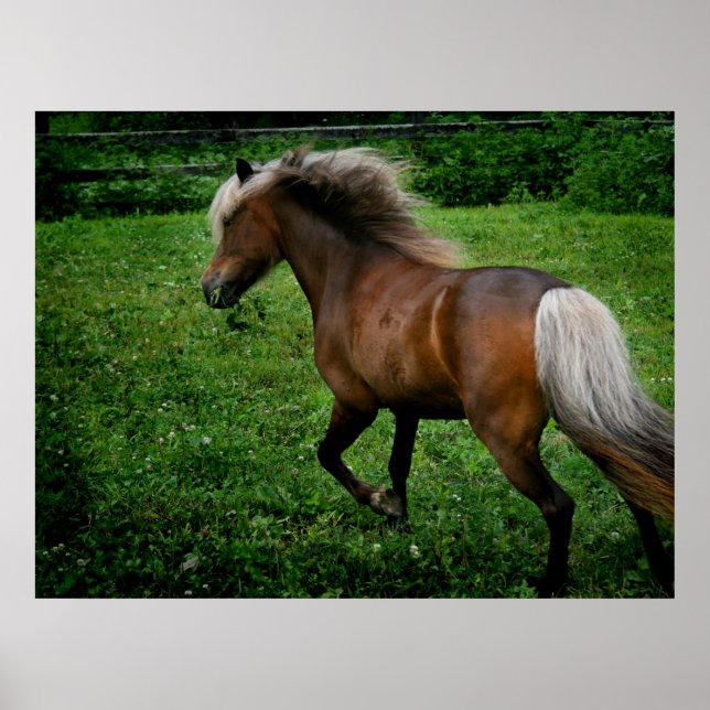 Shetland Pony 2 Poster (Framsidan)