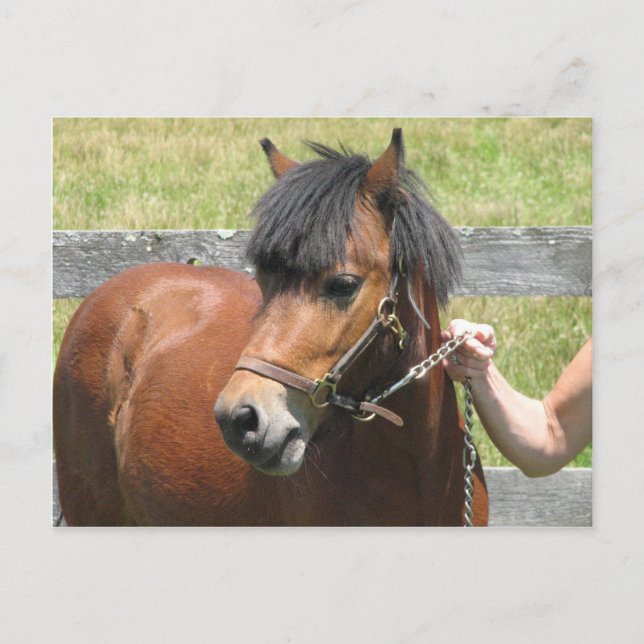Shetland Pony Design vykort (Framsida)