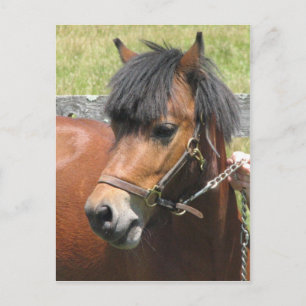Shetland Pony Design vykort