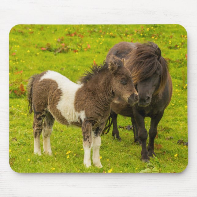 Shetland Pony Mor och OffSpring Musmatta (Framsidan)